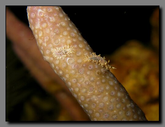 triminia nudibranch